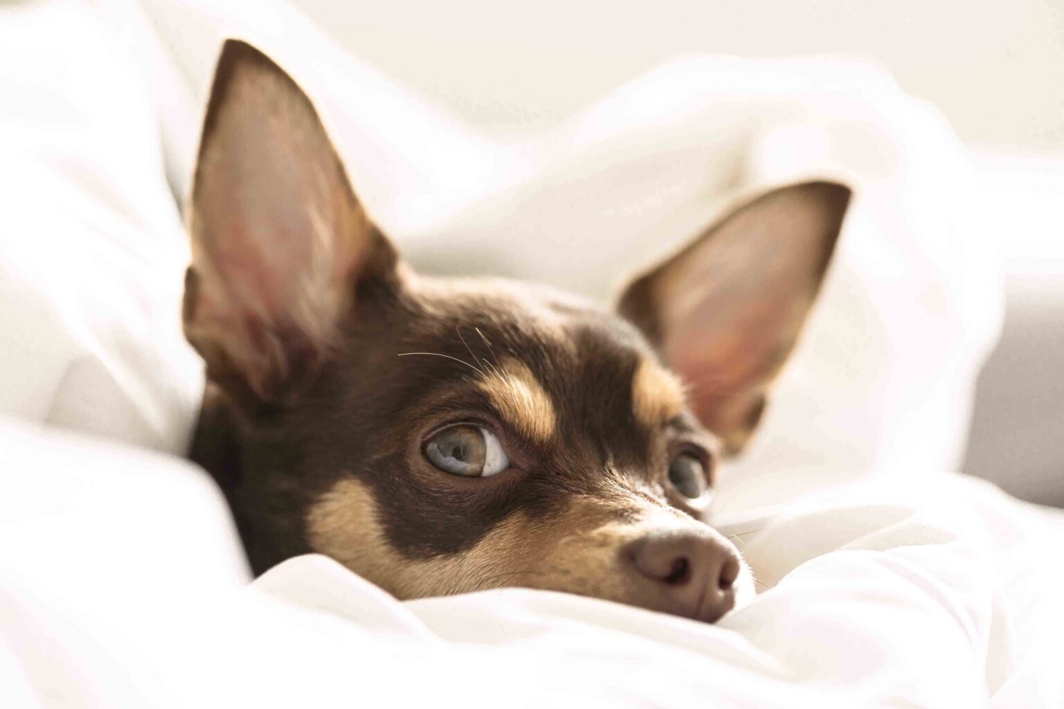 Iberik Santo Domingo Plaza, un hotel Pet Friendly en Oviedo Iberik